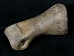 Long T-Rex or Nanotyrannus Toe Bone - Montana #19170-1